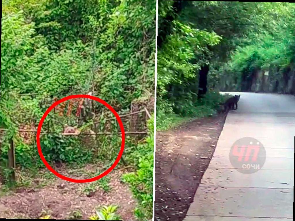 Медведица с медвежатами посетила село Верхний Юрт в Сочи