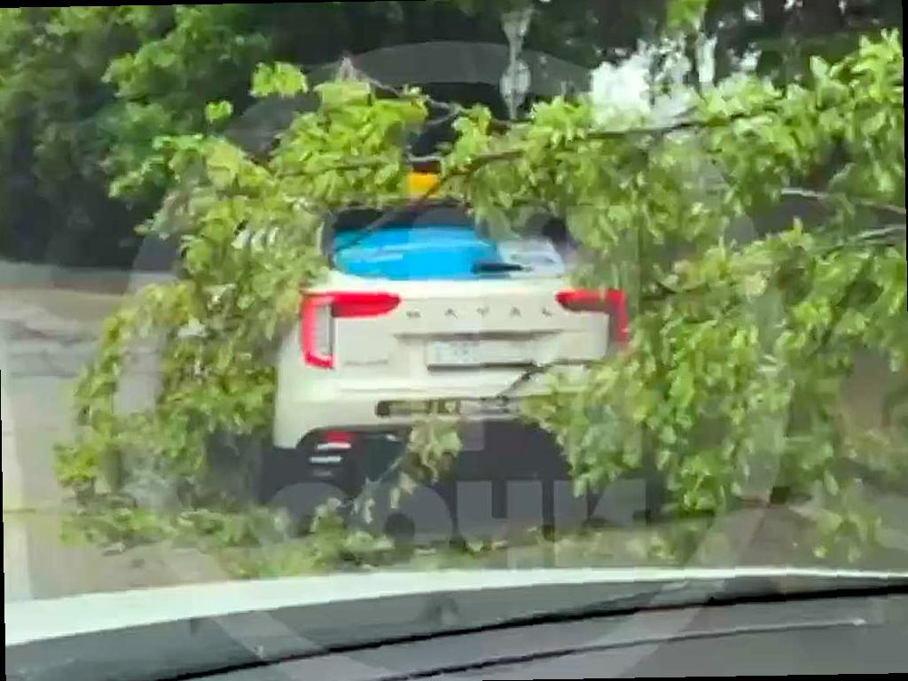 Дерево упало на автомобиль в Дагомысе после ливня