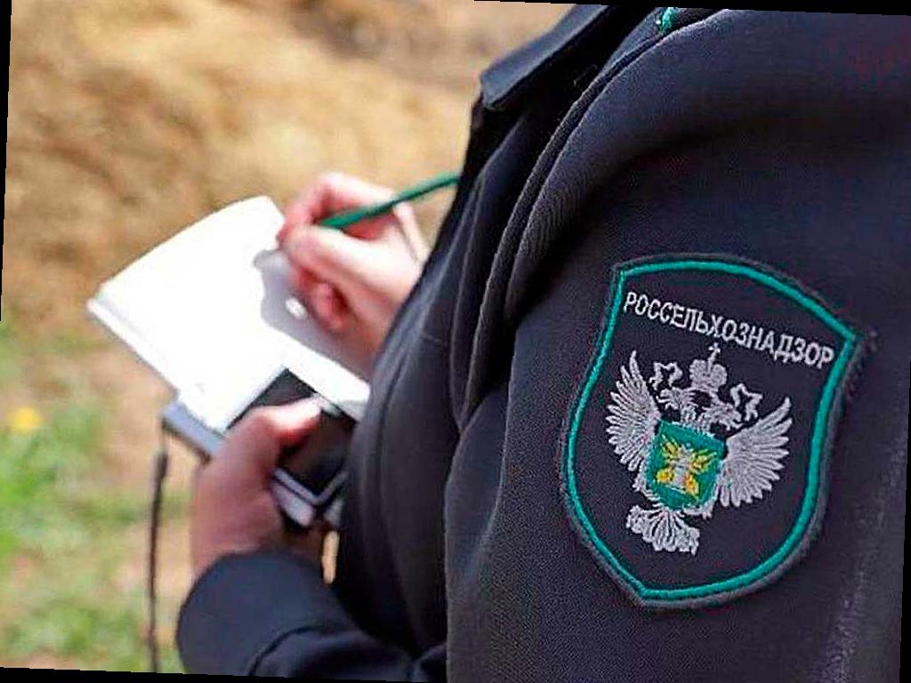 Обнаружены 7 зон распространения опасного сорняка в Адыгее