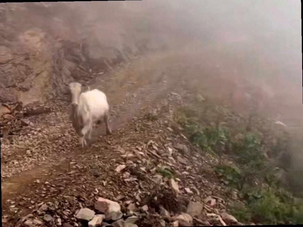 Дикая корова пугает туристов в Сочи