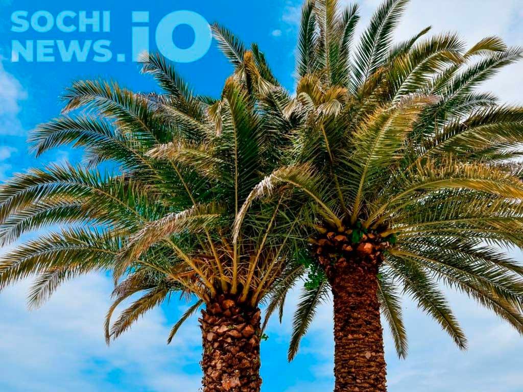 Возможно создание федеральной комиссии по защите пальм в Сочи