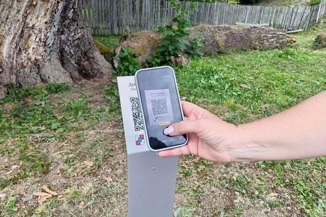 900-летнему иберийскому дубу в Сочи присвоили QR-код